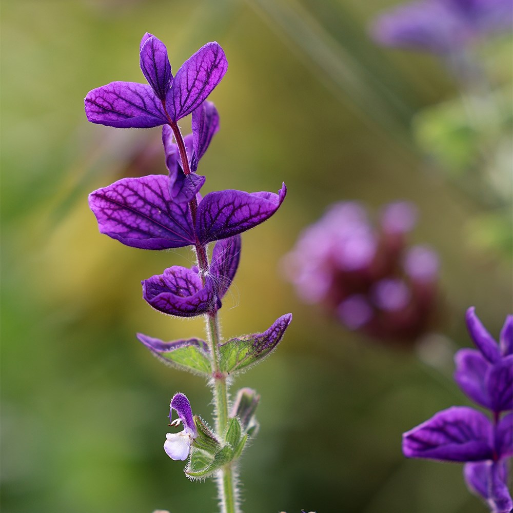 <i>Salvia viridis</i> 'Blue Monday'