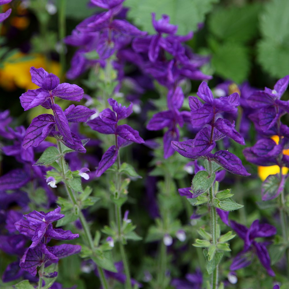 <i>Salvia viridis</i> 'Blue Monday'