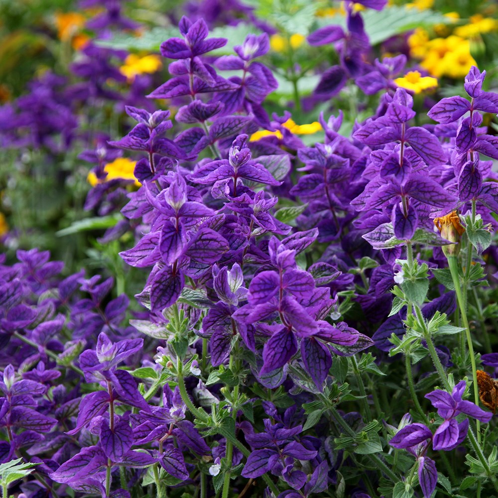 <i>Salvia viridis</i> 'Blue Monday'