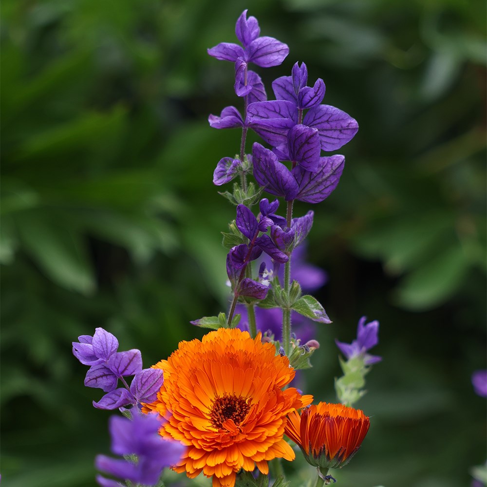 <i>Salvia viridis</i> 'Blue Monday'
