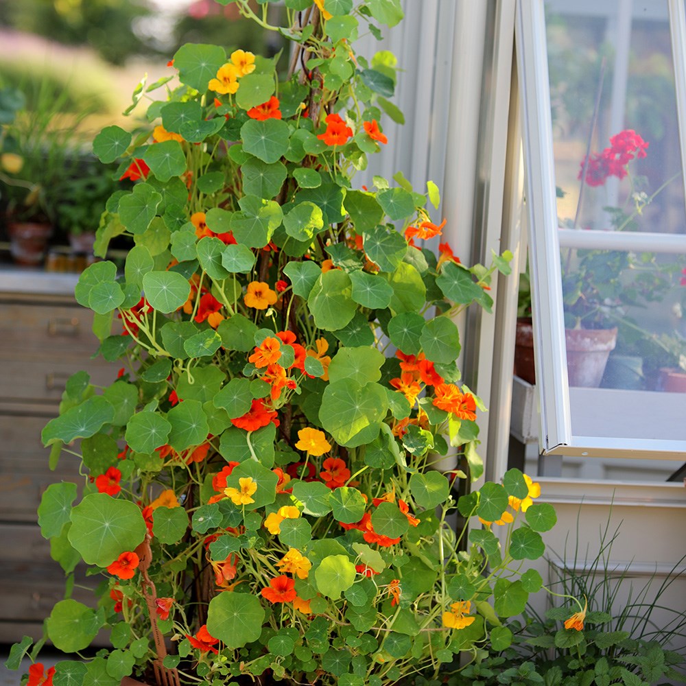 nasturtium - <i>Tropaeolum majus</i> 'Climbing Mixed'