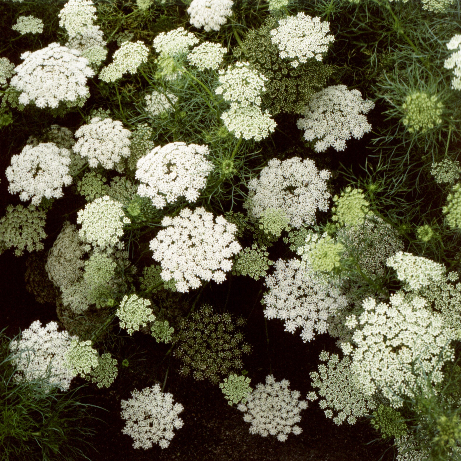 <i>Visnaga daucoides</i> 'Green Mist'
