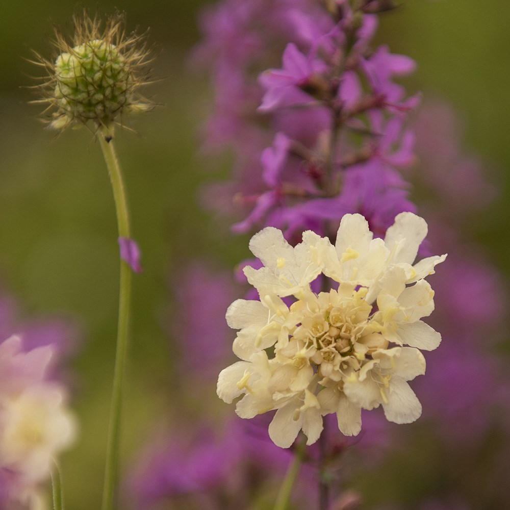 <i>Scabiosa atropurpurea</i> 'Fata Morgana'