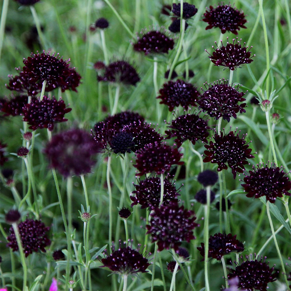 <i>Scabiosa atropurpurea</i> 'Black Knight'