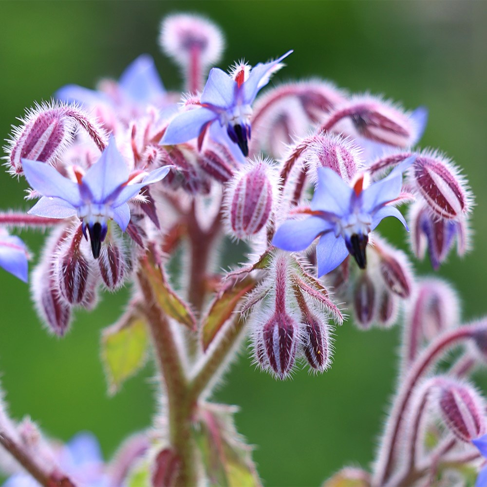 borage