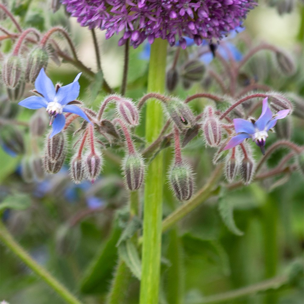 borage