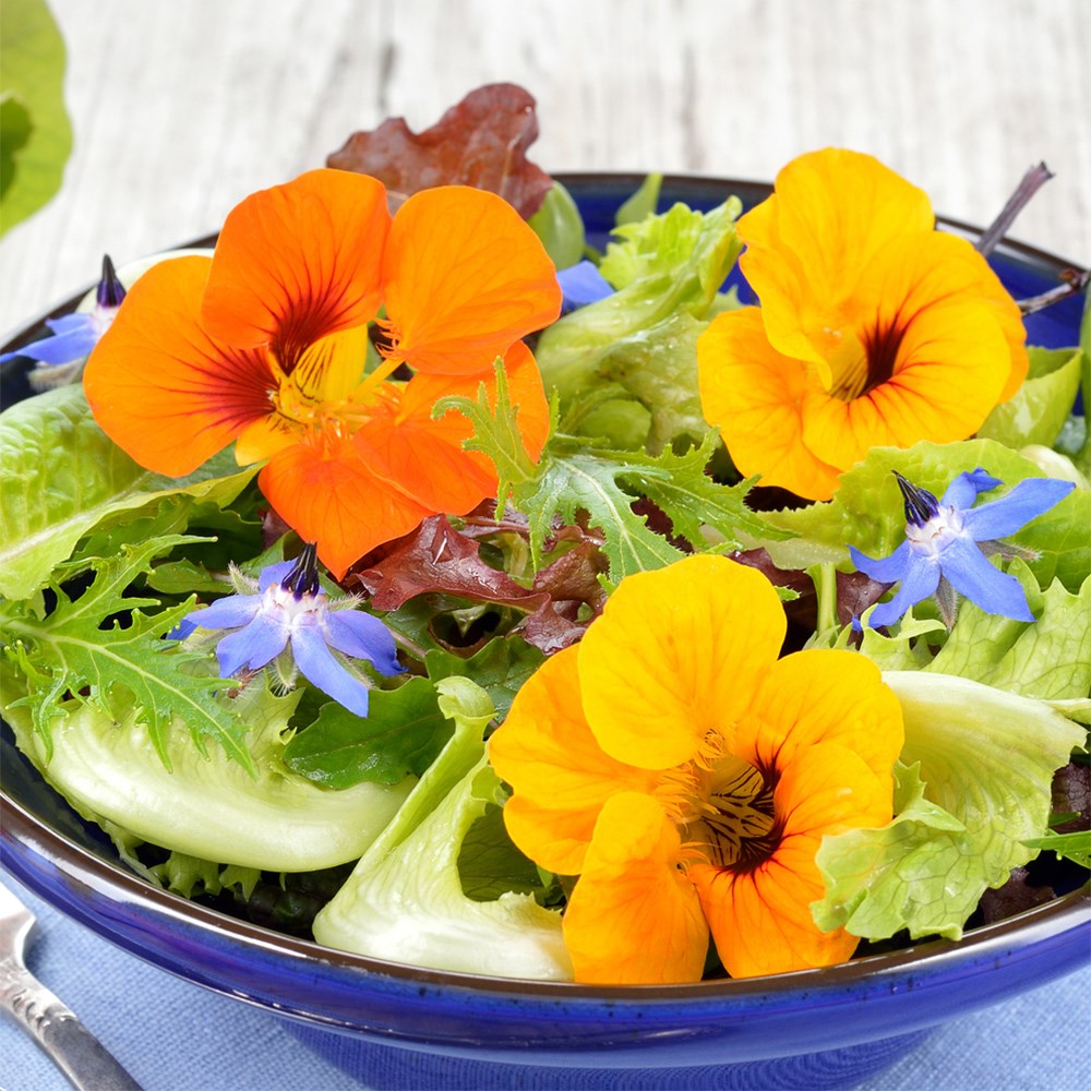 borage