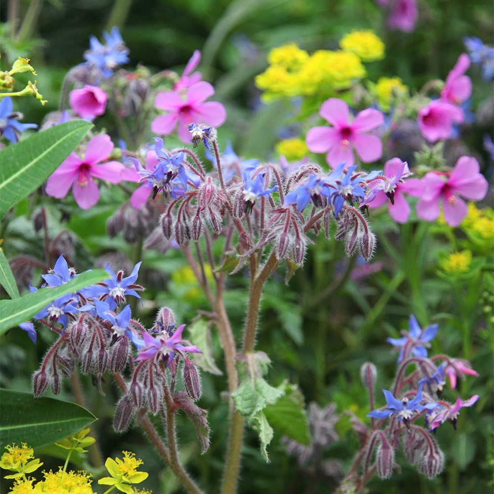 borage