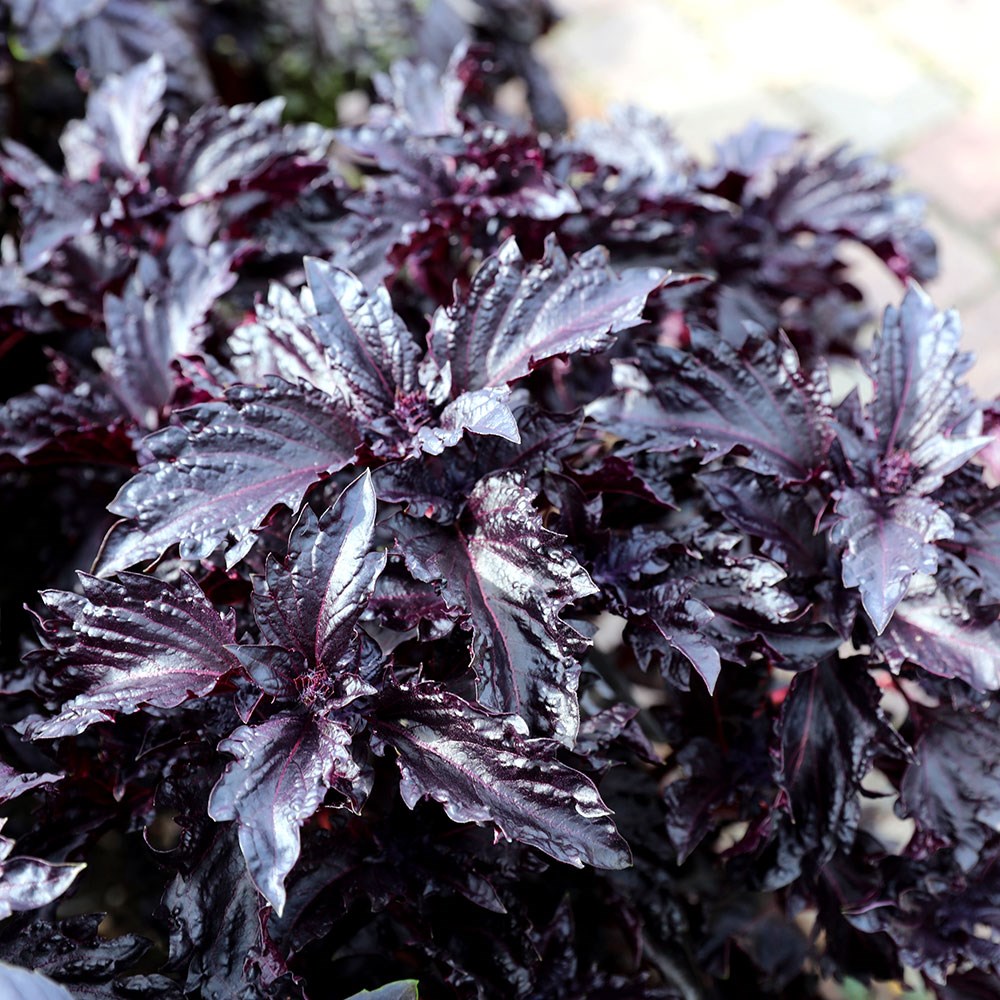 basil 'Purple Ruffles'