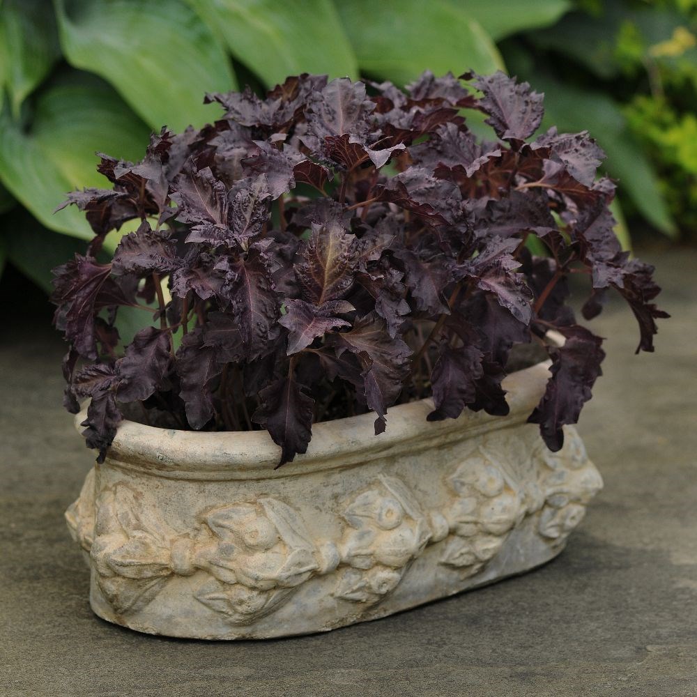basil 'Purple Ruffles'