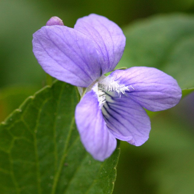 <i>Viola odorata</i> 