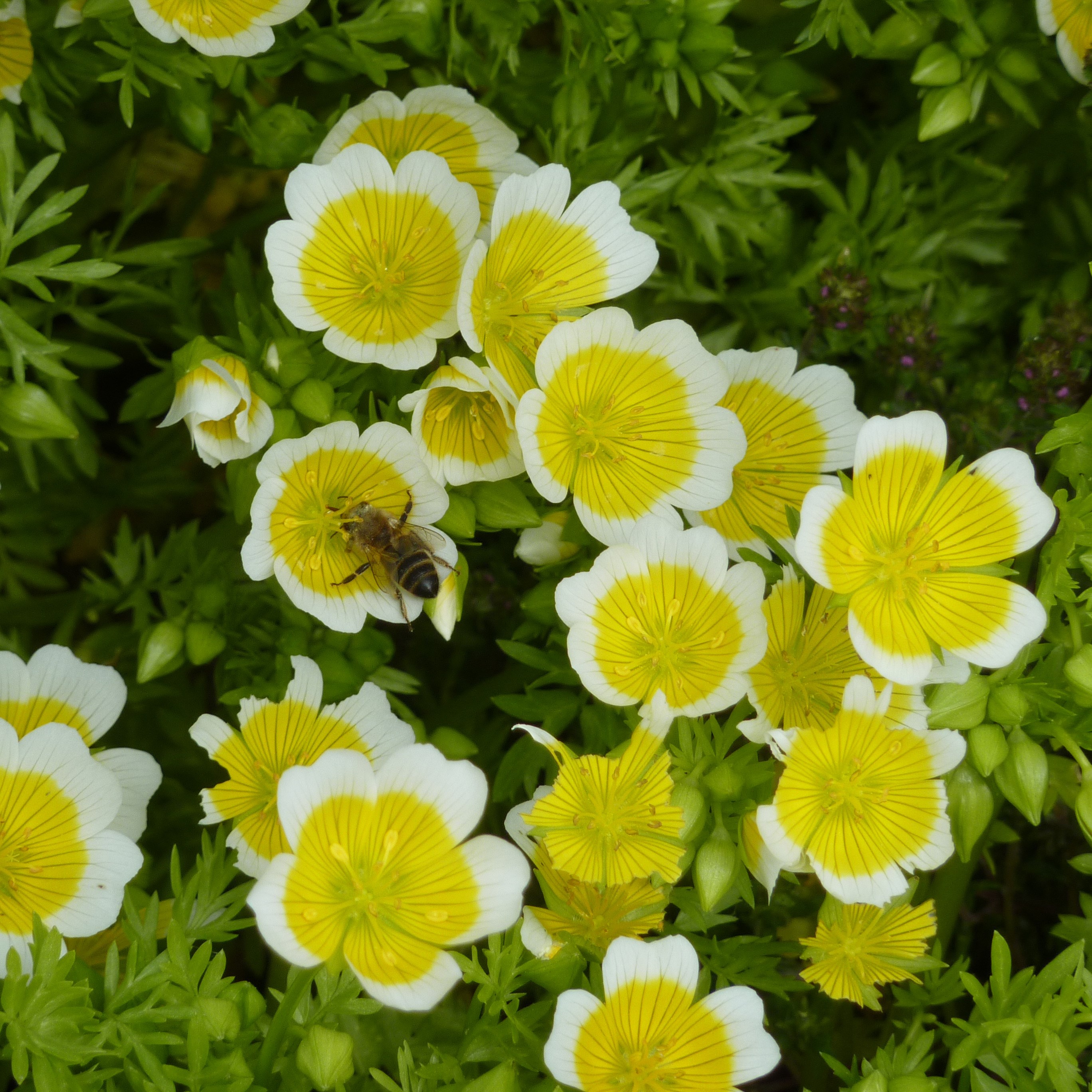 <i>Limnanthes douglasii</i> 