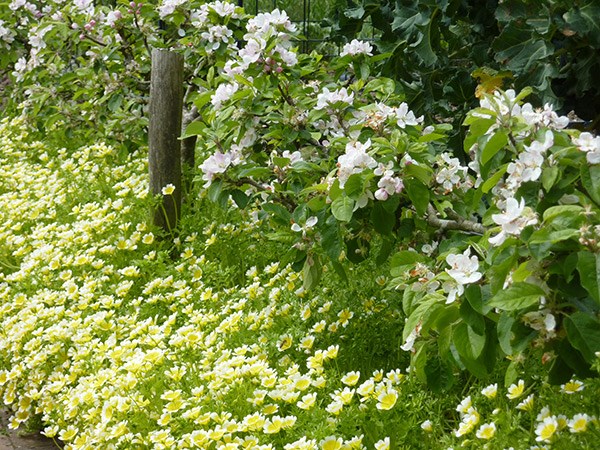 <i>Limnanthes douglasii</i> 