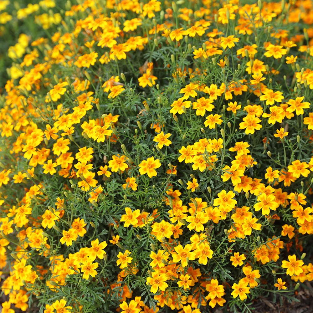 <i>Tagetes tenuifolia</i> 'Golden Gem'