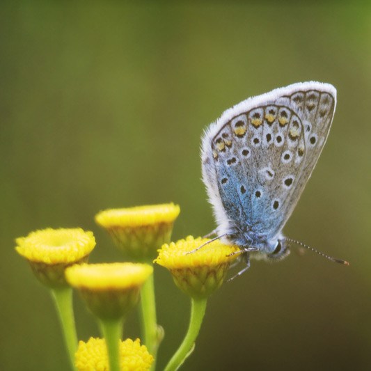 tansy