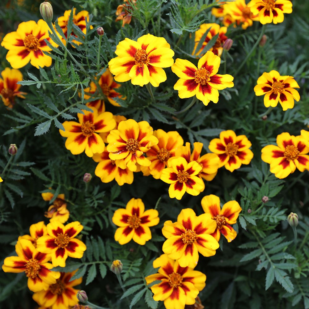 <i>Tagetes patula</i> 'Naughty Marietta'