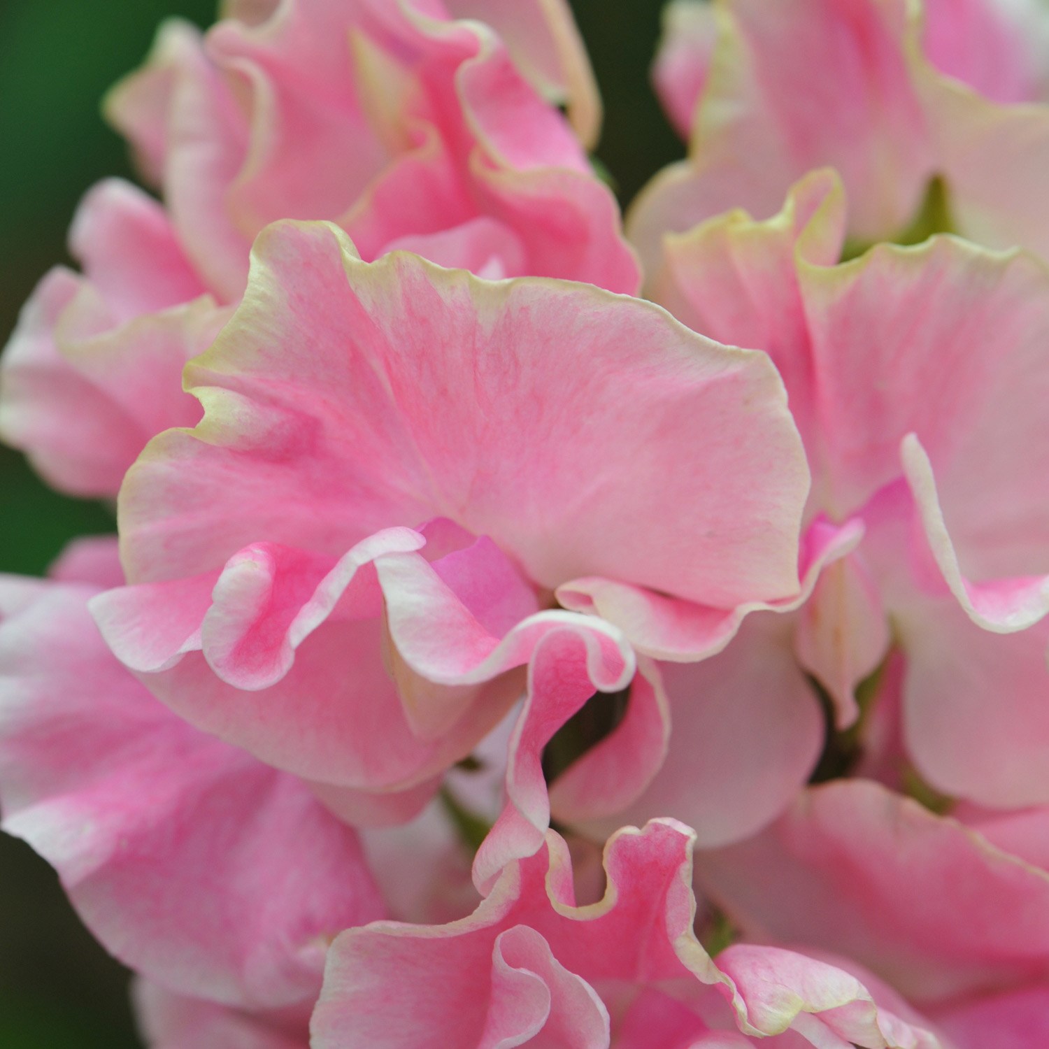 <i>Lathyrus odoratus</i> 'Mrs Bernard Jones'