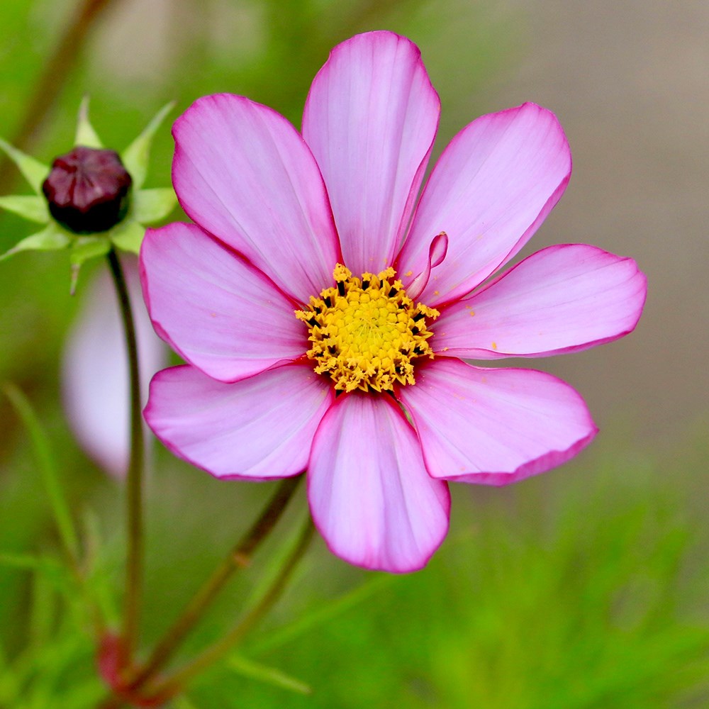 <I>Cosmos bipinnatus</i> 'Sensation Picotee' (Sensation Series)
