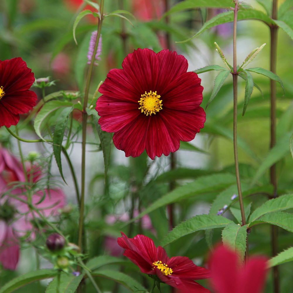 <i>Cosmos bipinnatus</i> 'Rubenza'