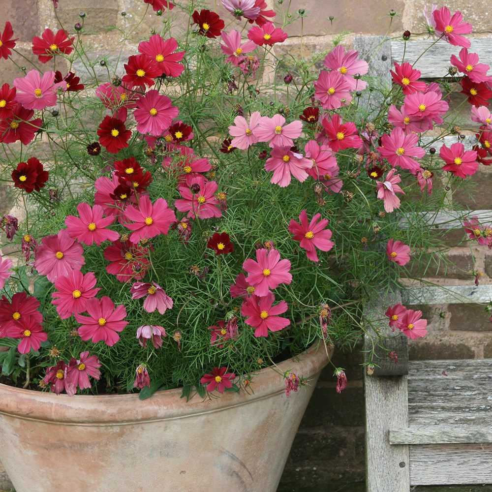 <i>Cosmos bipinnatus</i> 'Rubenza'
