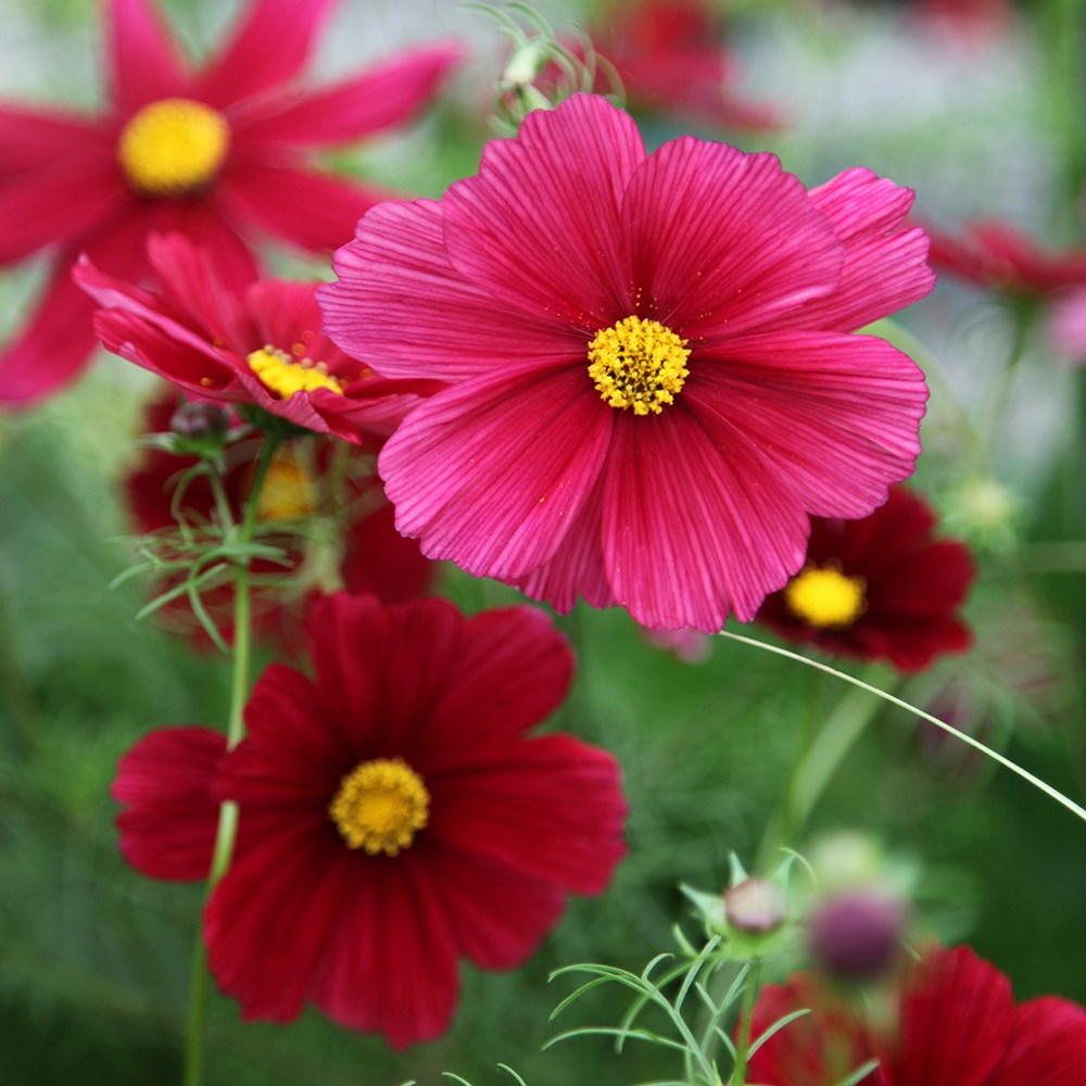 <i>Cosmos bipinnatus</i> 'Rubenza'