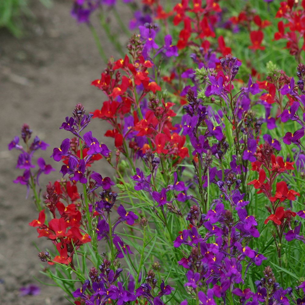 <i>Linaria maroccana</i> 'Licilia collection'