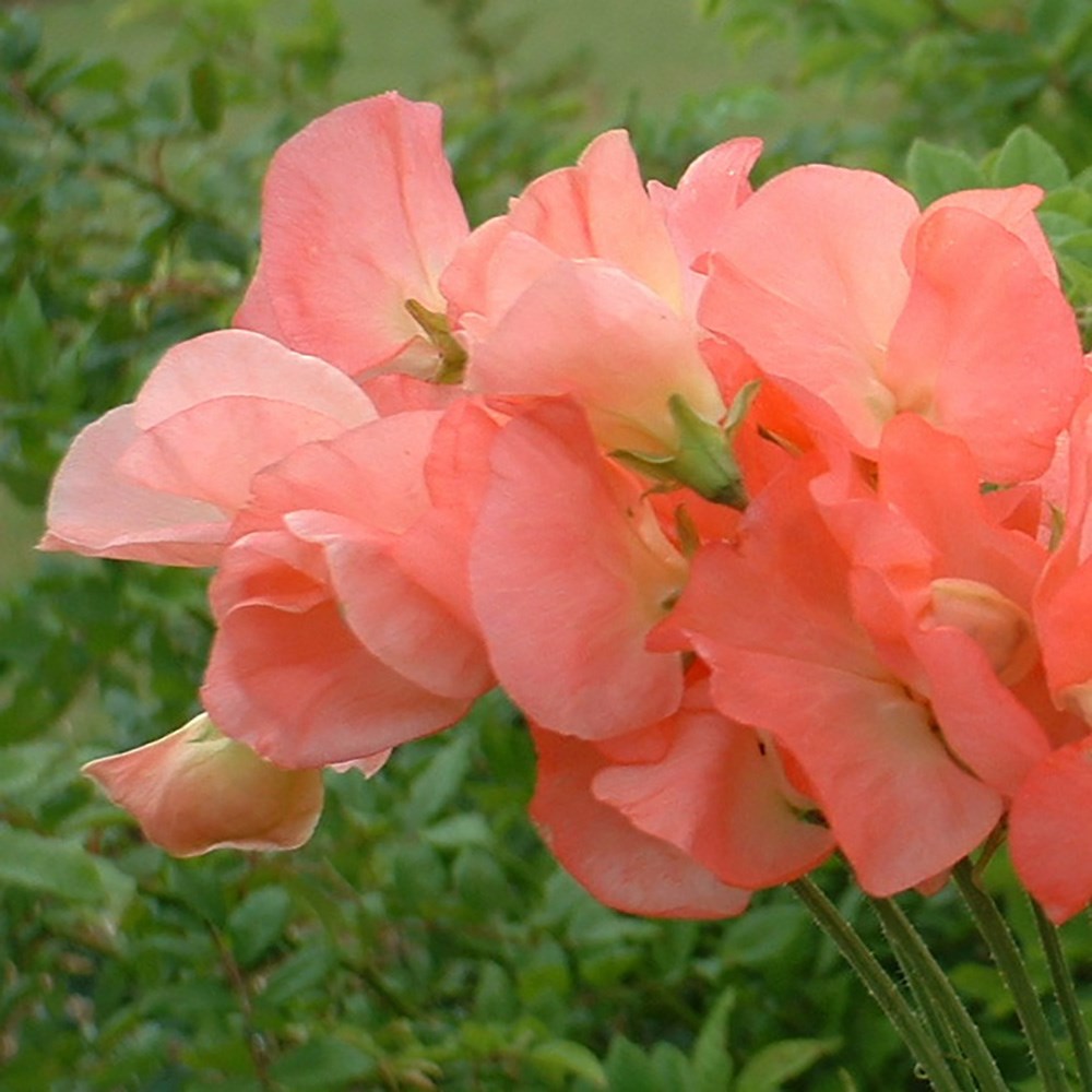<i>Lathyrus odoratus</i> 'Princess Elizabeth'