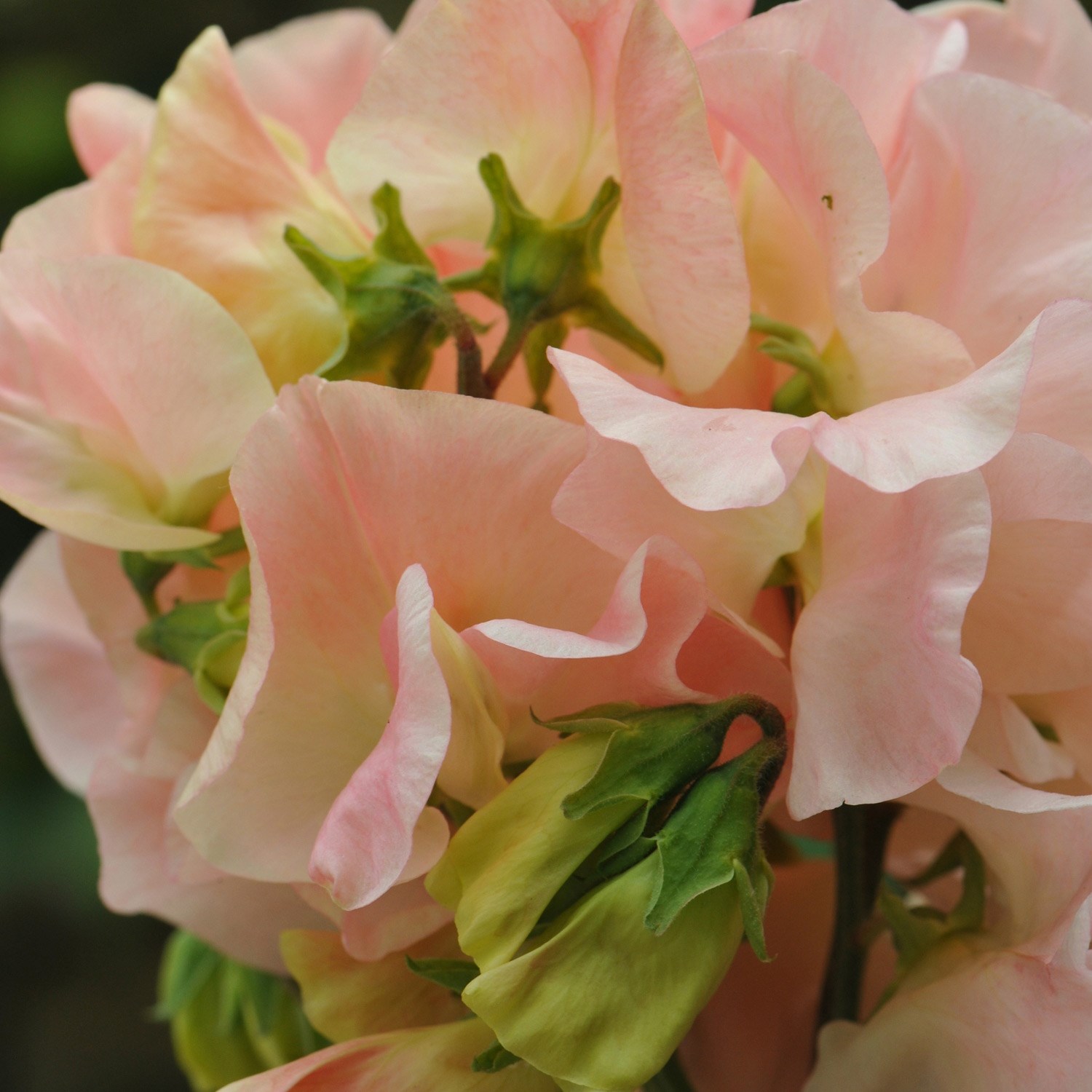 <i>Lathyrus odoratus</i> 'Bobby's Girl'
