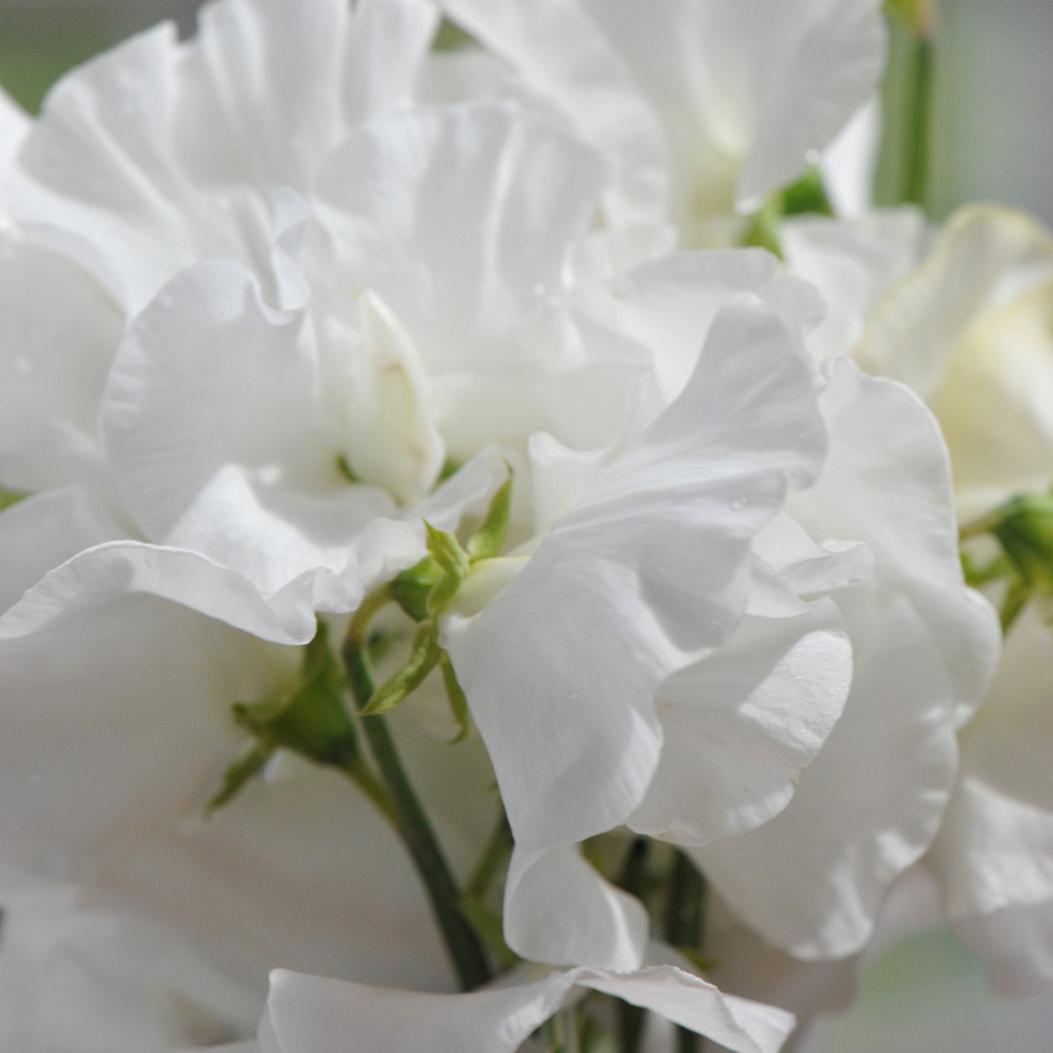 <i>Lathyrus odoratus</i> 'White Frills'