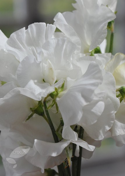 <i>Lathyrus odoratus</i> 'White Frills'