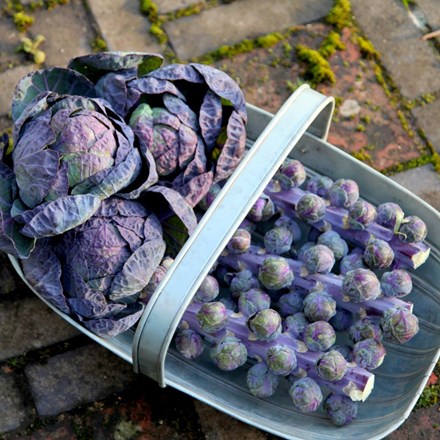 brussels sprouts Red Bull