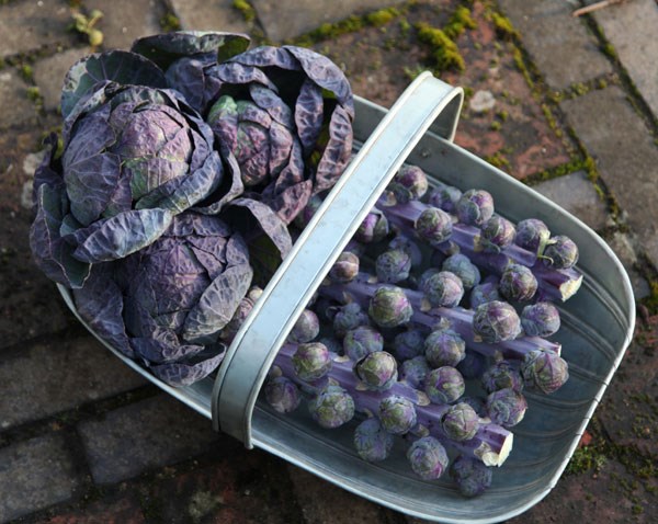 brussels sprout 'Red Bull'