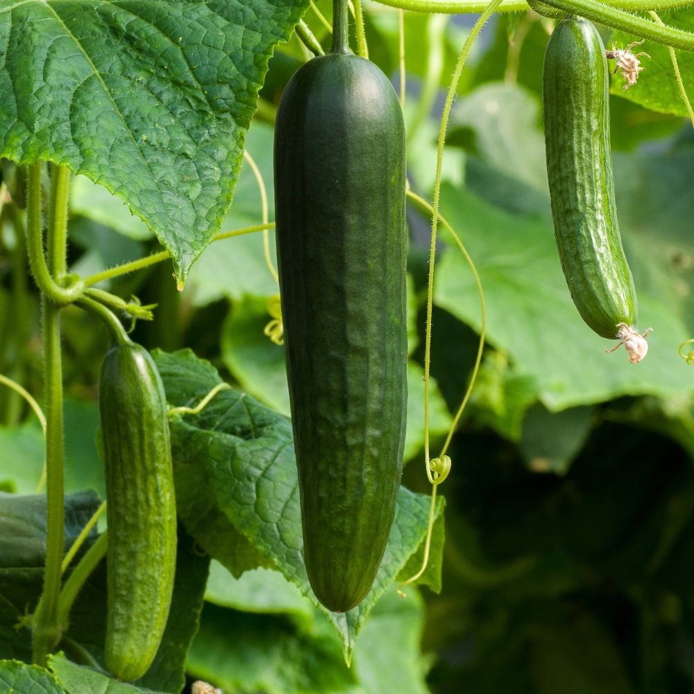 cucumber 'Burpless Tasty Green' F1