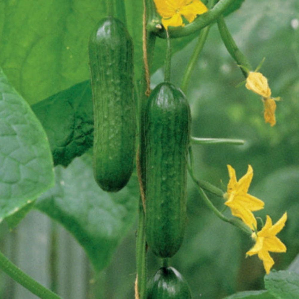 cucumber 'Passandra' F1