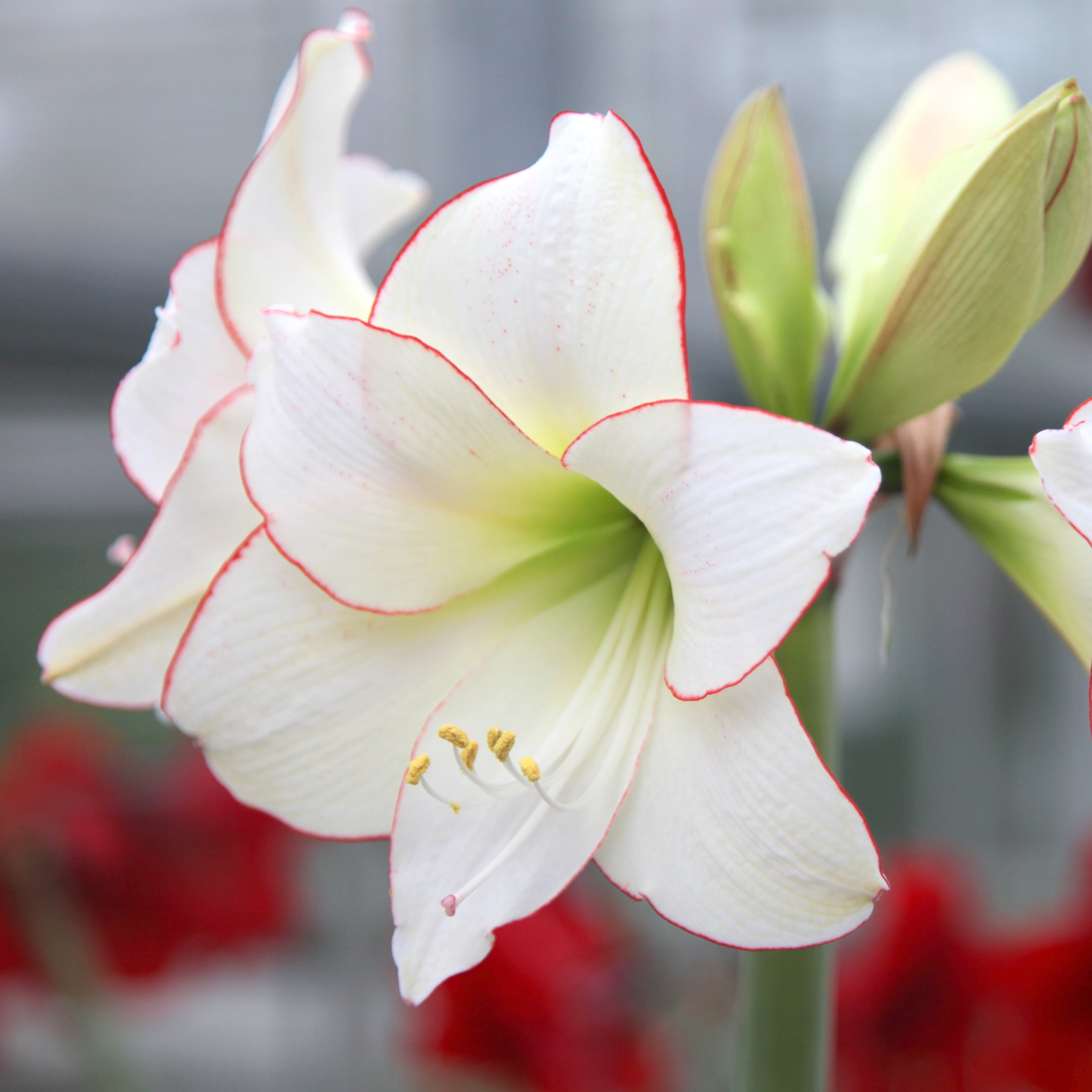 <i>Hippeastrum</i> (Diamond Group) 'Picotee'