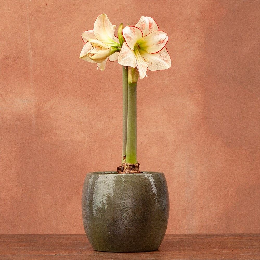 <i>Hippeastrum</i> (Diamond Group) 'Picotee'
