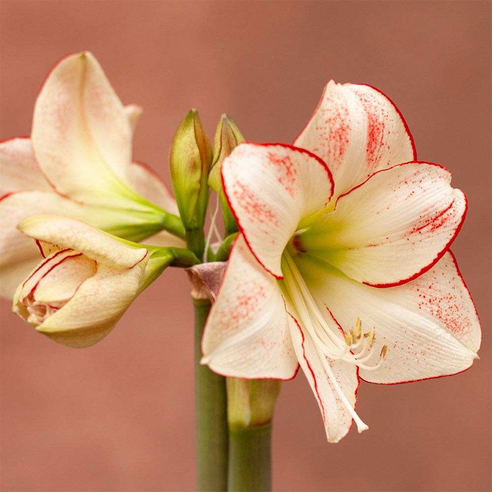<i>Hippeastrum</i> (Diamond Group) 'Picotee'