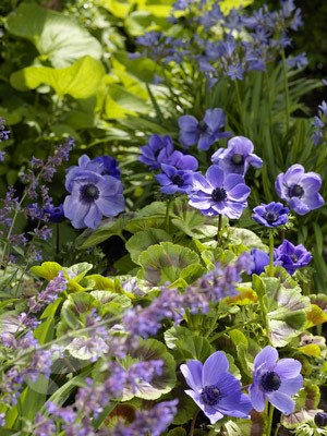 <I>Anemone coronaria</i> (De Caen Group) 'Mister Fokker'