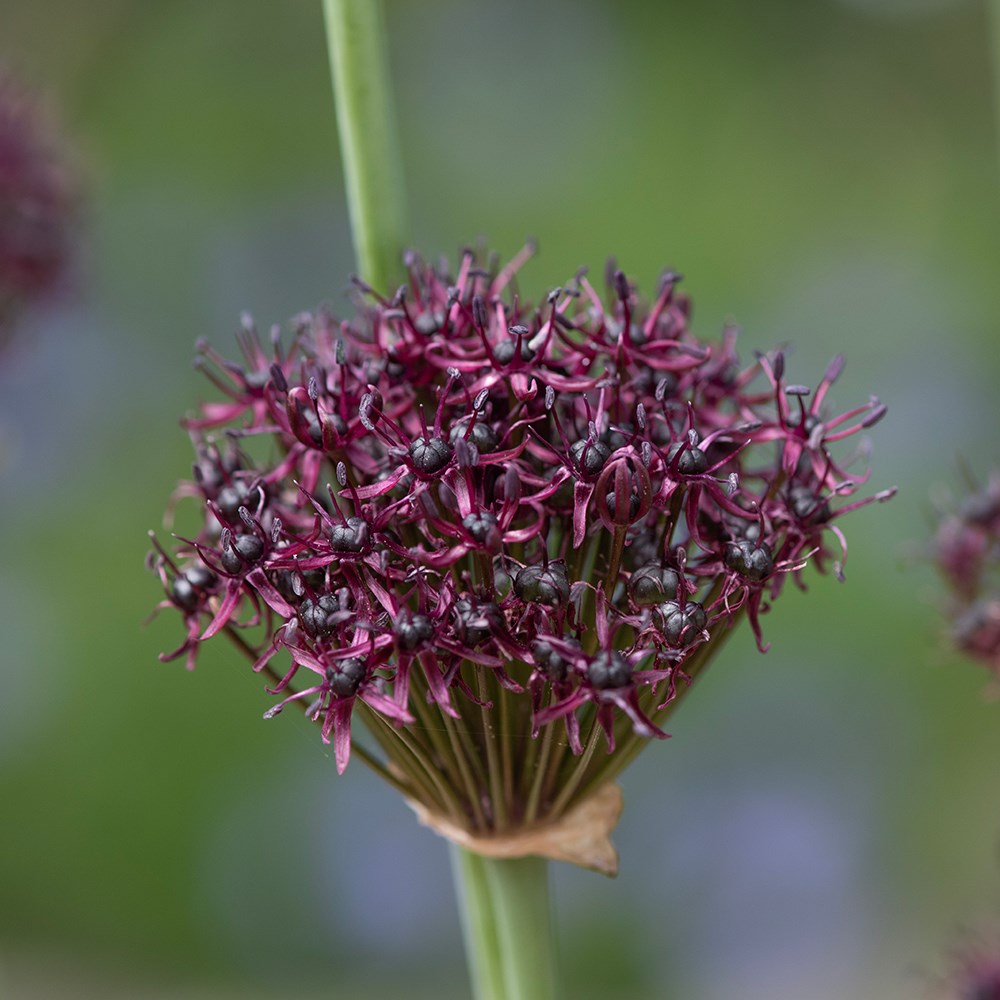 <i>Allium atropurpureum</i> 
