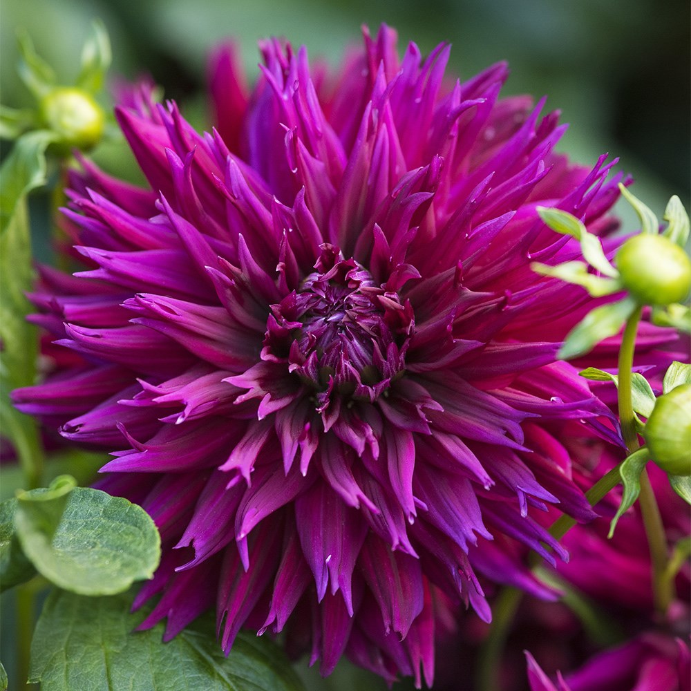 <i>Dahlia</i> 'Ambition'