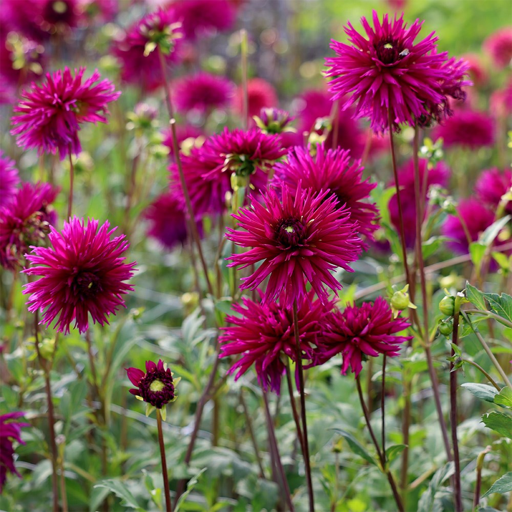 <i>Dahlia</i> 'Ambition'