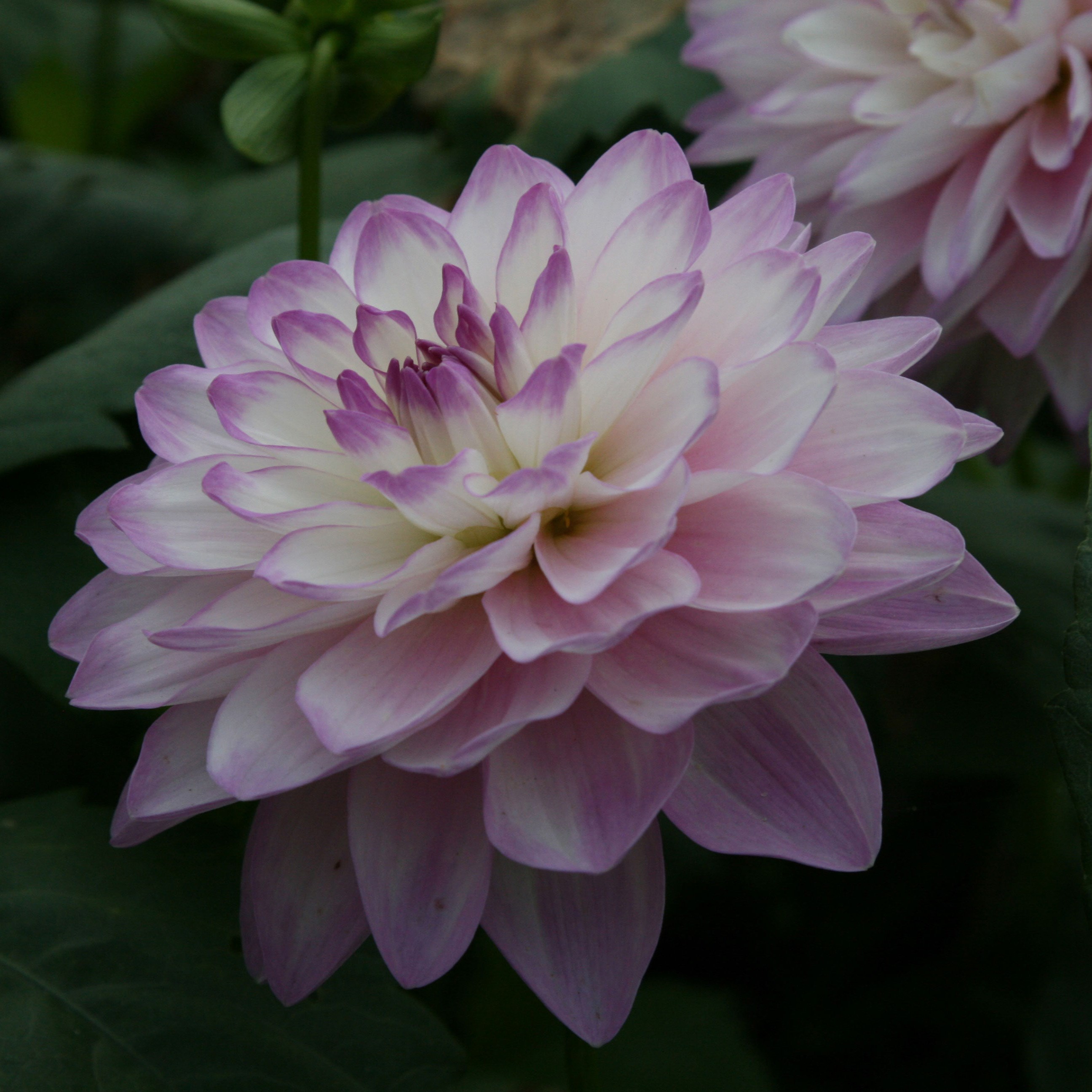 <i>Dahlia</i> 'Blue Wish'