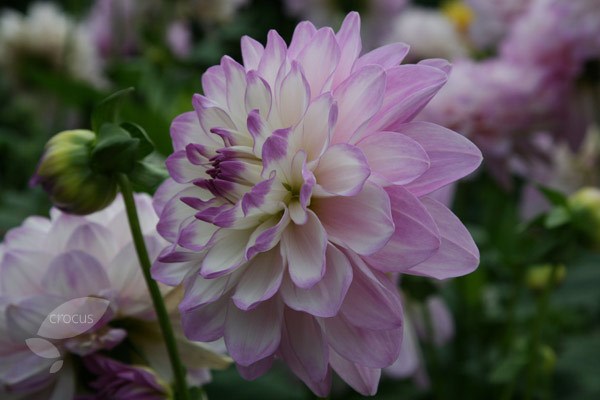<i>Dahlia</i> 'Blue Wish'