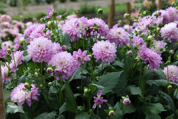 <i>Dahlia</i> 'Blue Wish'