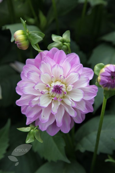 <i>Dahlia</i> 'Blue Wish'