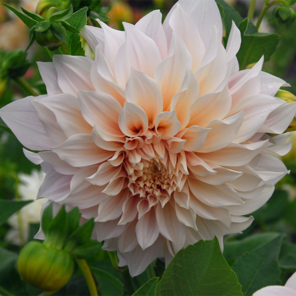 <I>Dahlia</i> 'Café au Lait'