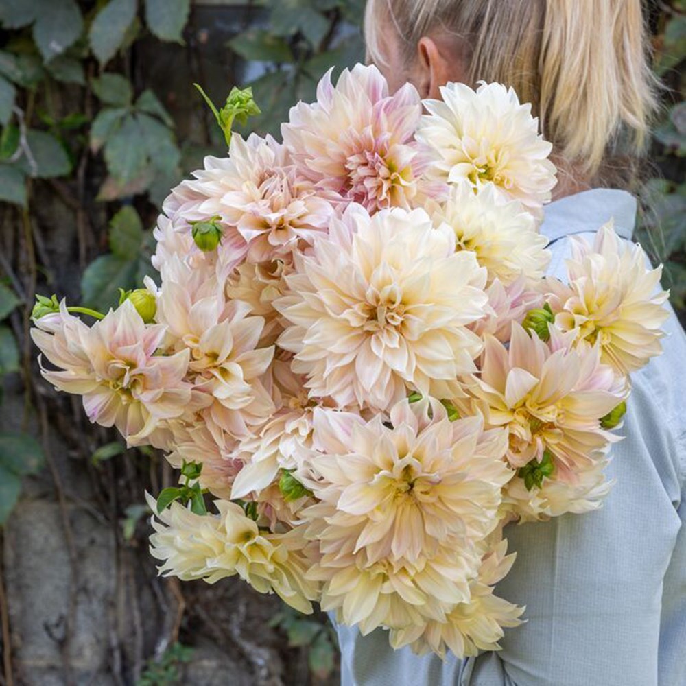<I>Dahlia</i> 'Café au Lait'