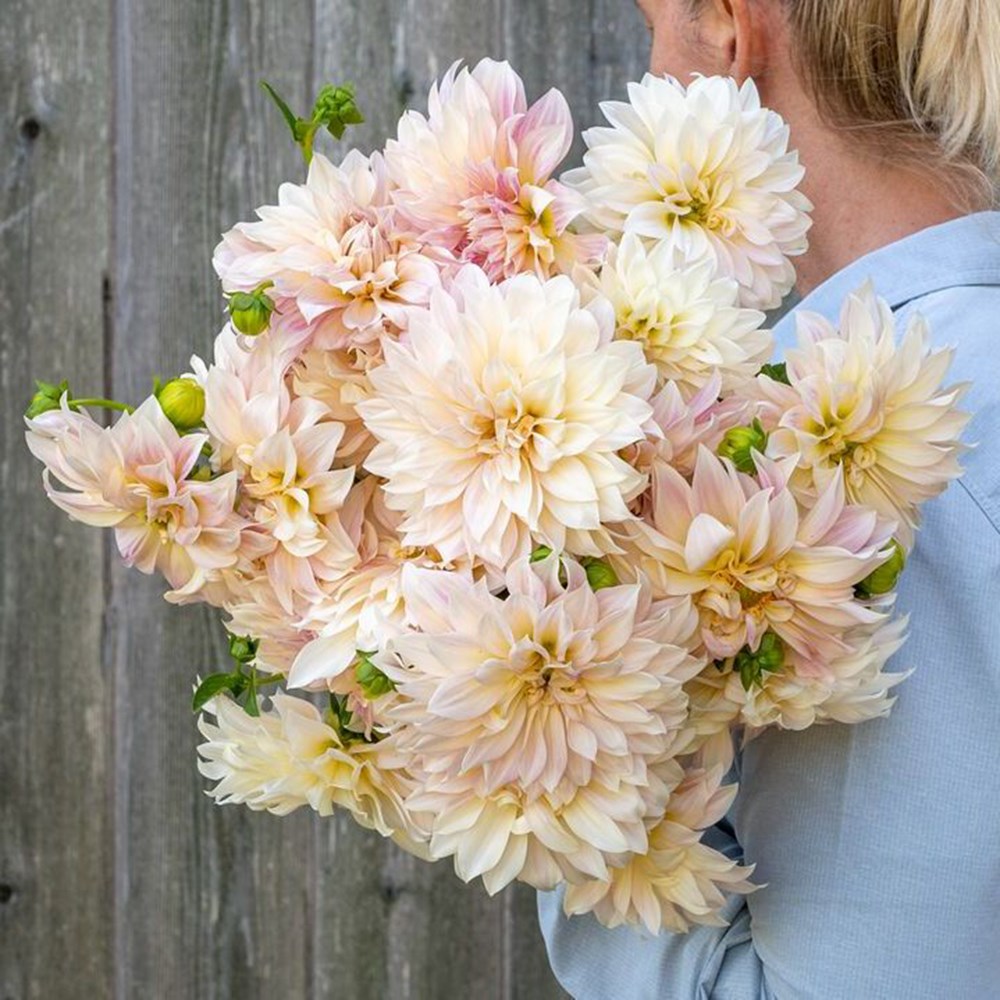 <I>Dahlia</i> 'Café au Lait'