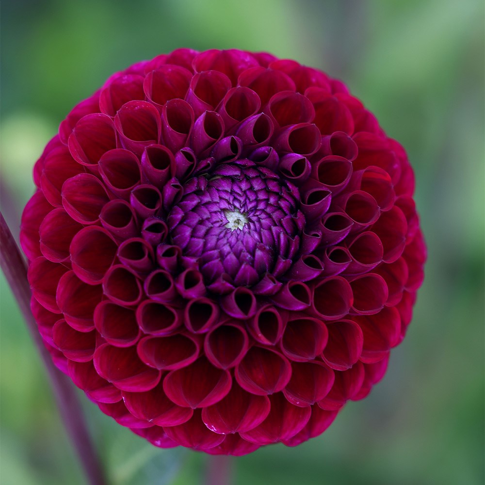 <i>Dahlia</i> 'Ivanetti'