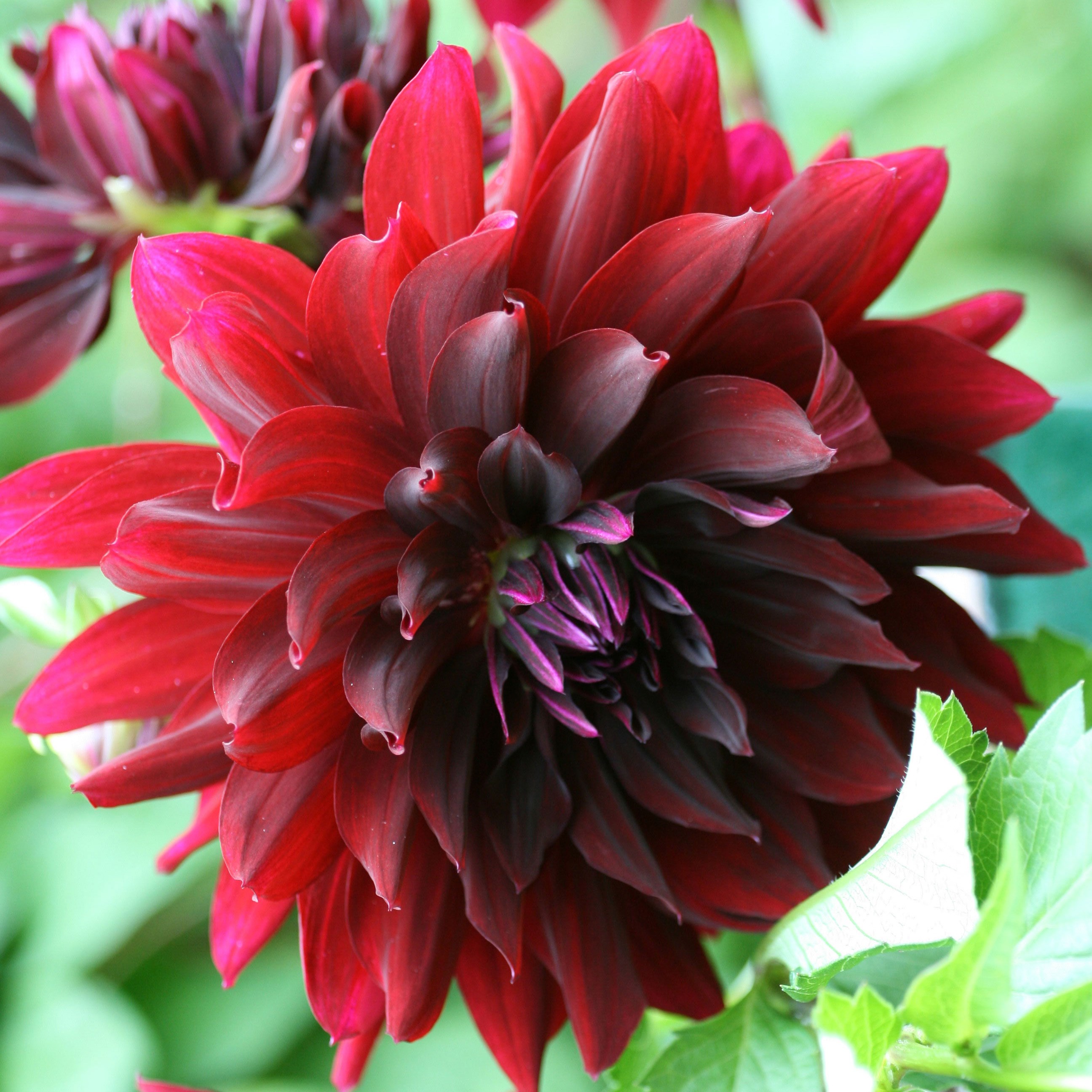 <i>Dahlia</i> 'Rip City'